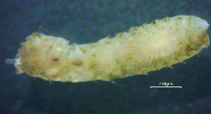  (Pseudopolydora kempi - OUCQDBSB1512MC30301)  @11 [ ] CreativeCommons - Attribution Non-Commercial Share-Alike (2018) Hong Zhou Ocean University of China