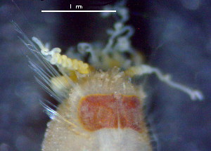  ( - OUCJ5003)  @12 [ ] CreativeCommons - Attribution Non-Commercial Share-Alike (2015) Hong Zhou Ocean University of China