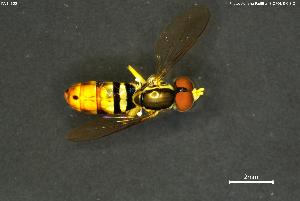  ( - INV14322)  @11 [ ] Creative Commons Attribution NonCommercial ShareAlike (2024) (2024) Research Center in Biodiversity and Genetic Resources Research Center in Biodiversity and Genetic Resources