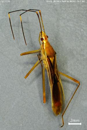  ( - INV17778)  @11 [ ] Creative Commons Attribution NonCommercial ShareAlike (2024) (2024) Research Center in Biodiversity and Genetic Resources Research Center in Biodiversity and Genetic Resources