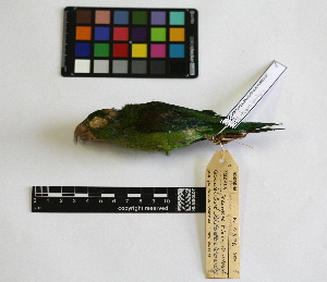 ( - IAvH-CT 14678)  @12 [ ] CreativeCommons - Attribution Share-Alike (2014) Unspecified Instituto de Investigacion de Recursos Biologicos Alexander von Humboldt