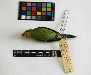  ( - IAvH-CT 14678)  @12 [ ] CreativeCommons - Attribution Share-Alike (2014) Unspecified Instituto de Investigacion de Recursos Biologicos Alexander von Humboldt