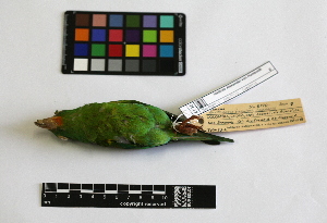  ( - IAvH-CT 14684)  @11 [ ] CreativeCommons - Attribution Share-Alike (2014) Unspecified Instituto de Investigacion de Recursos Biologicos Alexander von Humboldt