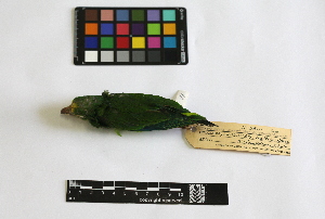  ( - IAvH-CT 14685)  @11 [ ] CreativeCommons - Attribution Share-Alike (2014) Unspecified Instituto de Investigacion de Recursos Biologicos Alexander von Humboldt
