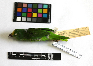  ( - IAvH-CT 14693)  @11 [ ] CreativeCommons - Attribution Share-Alike (2014) Unspecified Instituto de Investigacion de Recursos Biologicos Alexander von Humboldt