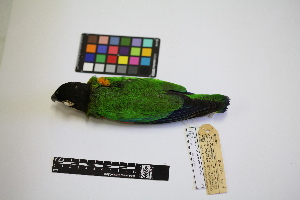  ( - IAvH-CT 14755)  @11 [ ] CreativeCommons - Attribution Share-Alike (2014) Unspecified Instituto de Investigacion de Recursos Biologicos Alexander von Humboldt