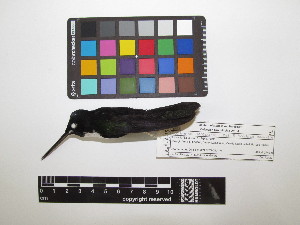  ( - IAvH-CT 17368)  @11 [ ] CreativeCommons - Attribution Share-Alike (2015) Unspecified Instituto de Investigacion de Recursos Biologicos Alexander von Humboldt