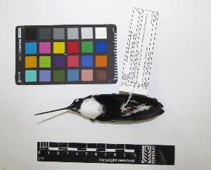  ( - IAvH-CT 17368)  @11 [ ] CreativeCommons - Attribution Share-Alike (2015) Unspecified Instituto de Investigacion de Recursos Biologicos Alexander von Humboldt