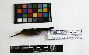  ( - IAvH-CT 485)  @12 [ ] CreativeCommons - Attribution Share-Alike (2014) Unspecified Instituto de Investigacion de Recursos Biologicos Alexander von Humboldt