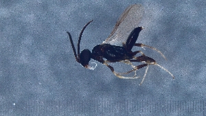  (Heterogynaidae - HYM0973)  @11 [ ] by-nc-sa  Unspecified Station Linne