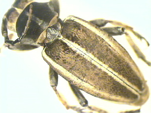  (Dorcadion crassipes - CLV14809)  @12 [ ] Unspecified (default): All Rights Reserved  Unspecified Unspecified