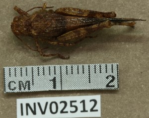  ( - INV02512)  @11 [ ] CreativeCommons - Attribution (2016) EnvMetaGen Research Center in Biodiversity and Genetic Resources
