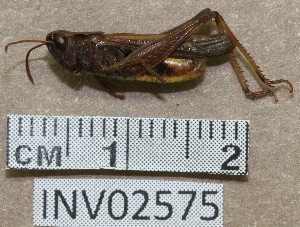  ( - INV02575)  @11 [ ] CreativeCommons - Attribution (2016) EnvMetaGen Research Center in Biodiversity and Genetic Resources