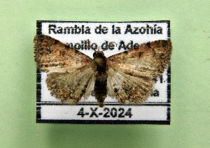  ( - AOCLep03186)  @11 [ ] Copyright (2025) A.S. Ortiz Unspecified