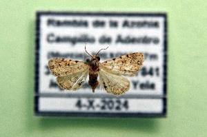  ( - AOCLep03188)  @11 [ ] Copyright (2025) A.S. Ortiz Unspecified
