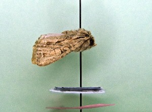  ( - AOCLep03195)  @11 [ ] Copyright (2025) A.S. Ortiz Unspecified