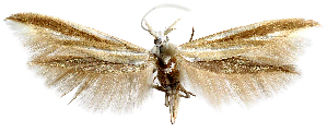  (Coleophora coleophora sp. aoc01 - AOCLep03325)  @11 [ ] Copyright (2025) A.S. Ortiz Unspecified