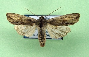  ( - AOCLep03380)  @11 [ ] Copyright (2025) A.S. Ortiz Unspecified