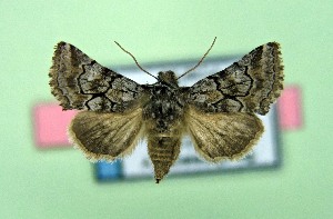  ( - AOCLep03530)  @11 [ ] Copyright (2025) A.S. Ortiz Unspecified