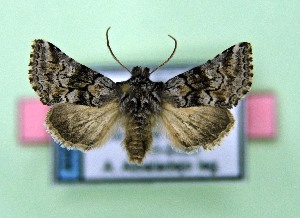  ( - AOCLep03531)  @11 [ ] Copyright (2025) A.S. Ortiz Unspecified