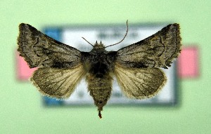  ( - AOCLep03532)  @11 [ ] Copyright (2025) A.S. Ortiz Unspecified