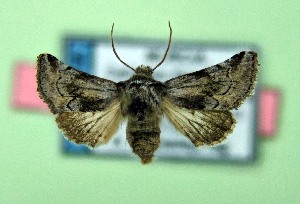  ( - AOCLep03533)  @11 [ ] Copyright (2025) A.S. Ortiz Unspecified