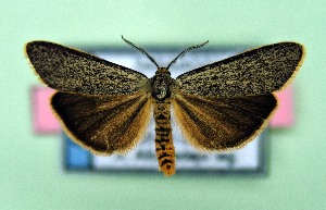  ( - AOCLep03534)  @11 [ ] Copyright (2025) A.S. Ortiz Unspecified