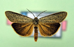  ( - AOCLep03535)  @11 [ ] Copyright (2025) A.S. Ortiz Unspecified