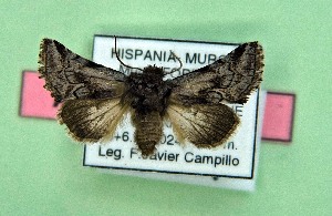  ( - AOCLep03540)  @11 [ ] Copyright (2025) A.S. Ortiz Unspecified