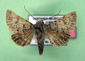  ( - AOCLep03544)  @11 [ ] Copyright (2025) A.S. Ortiz Unspecified