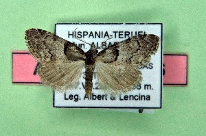  ( - AOCLep03545)  @11 [ ] Copyright (2025) A.S. Ortiz Unspecified