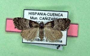  (Nola tutulella - AOCLep03546)  @11 [ ] Copyright (2025) A.S. Ortiz Unspecified