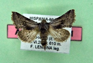  ( - AOCLep03548)  @11 [ ] Copyright (2025) A.S. Ortiz Unspecified