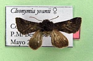  ( - AOCLep03561)  @11 [ ] Copyright (2025) A.S. Ortiz Unspecified