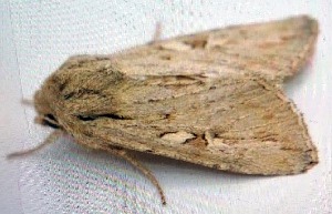  ( - AOCLep03564)  @11 [ ] Copyright (2025) A.S. Ortiz Unspecified