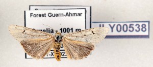  (Sagarriella - AOCLep03588)  @11 [ ] Copyright (2025) A.S. Ortiz Unspecified