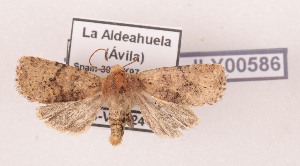  (Conistra rubigo - AOCLep03618)  @11 [ ] Copyright (2025) A.S. Ortiz Unspecified