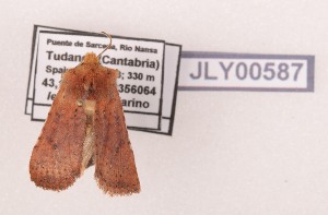  ( - AOCLep03619)  @11 [ ] Copyright (2025) A.S. Ortiz Unspecified