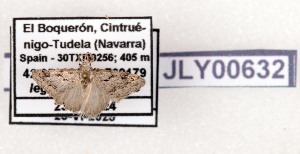  ( - AOCLep03656)  @11 [ ] Copyright (2025) A.S. Ortiz Unspecified