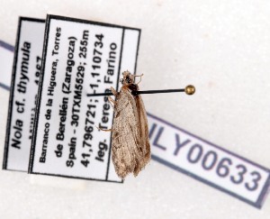  ( - AOCLep03657)  @11 [ ] Copyright (2025) A.S. Ortiz Unspecified