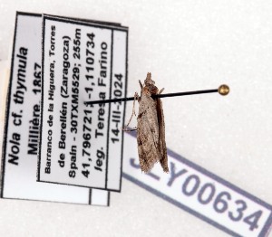  ( - AOCLep03658)  @11 [ ] Copyright (2025) A.S. Ortiz Unspecified