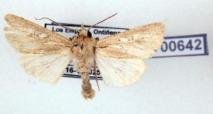  ( - AOCLep03662)  @11 [ ] Copyright (2025) A.S. Ortiz Unspecified