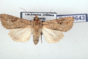  ( - AOCLep03663)  @11 [ ] Copyright (2025) A.S. Ortiz Unspecified