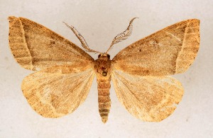  ( - AOCLep03681)  @11 [ ] Copyright (2025) A.S. Ortiz Unspecified