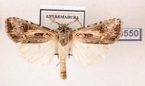  ( - AOCLep03699)  @11 [ ] Copyright (2025) A.S. Ortiz Unspecified