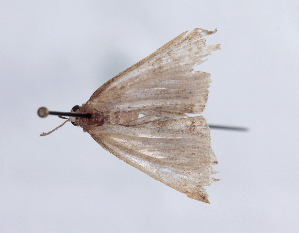  ( - AOC Lep 01058)  @11 [ ] Unspecified (default): All Rights Reserved (2014) Antonio S. Ortiz Universidad de Murcia