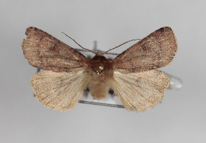  ( - AOC Lep 01107)  @13 [ ] Unspecified (default): All Rights Reserved (2014) Antonio S. Ortiz Universidad de Murcia