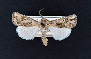  (Agrotis charoae - AOC Lep 02351)  @11 [ ] Copyright (2022) A.S. Ortiz Unspecified