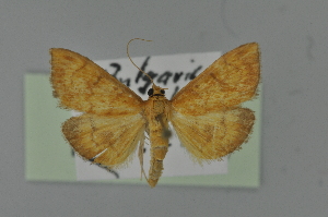  ( - BC MTD 01920)  @11 [ ] Unspecified (default): All Rights Reserved (2012) M. Nuss, Senckenberg Museum of Zoology, Dresden Senckenberg Museum of Zoology, Dresden