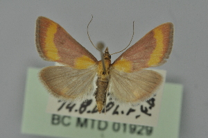  (Pyrausta castalis - BC MTD 01929)  @14 [ ] Unspecified (default): All Rights Reserved (2012) M. Nuss, Senckenberg Museum of Zoology, Dresden Senckenberg Museum of Zoology, Dresden